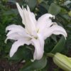 Roselily Tanya