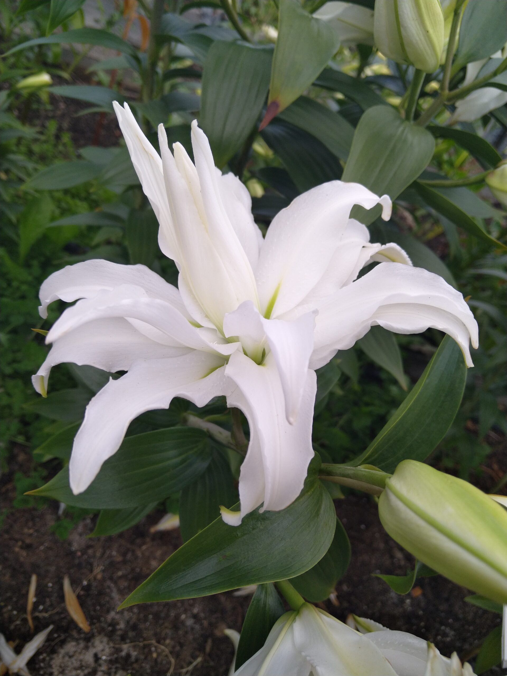 Roselily Tanya