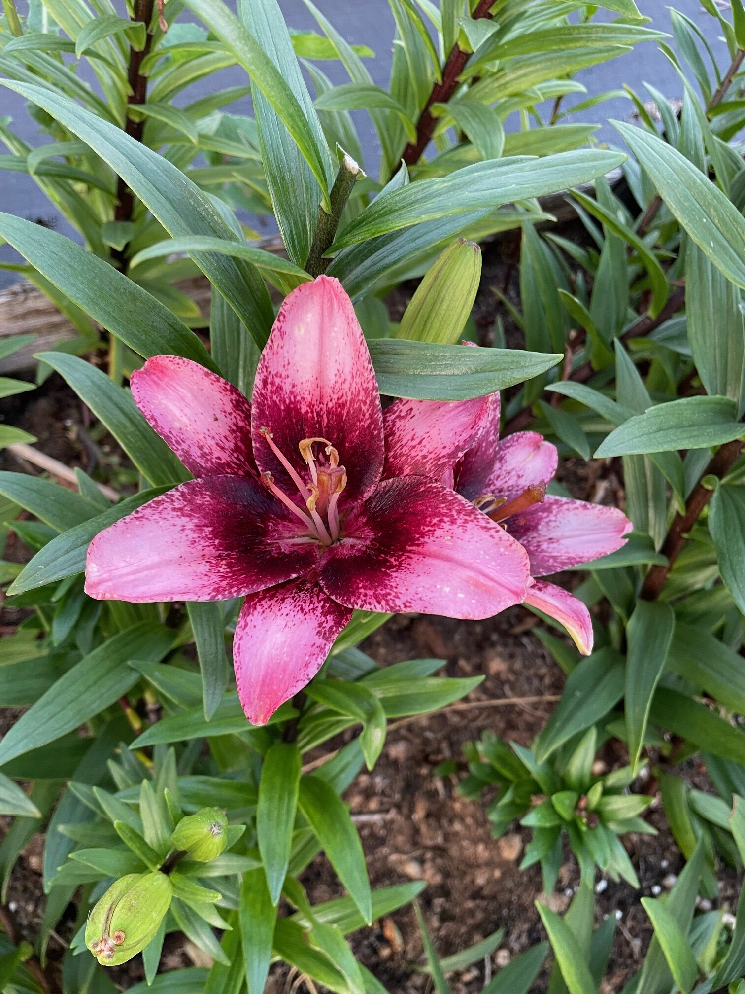 Purple Dream