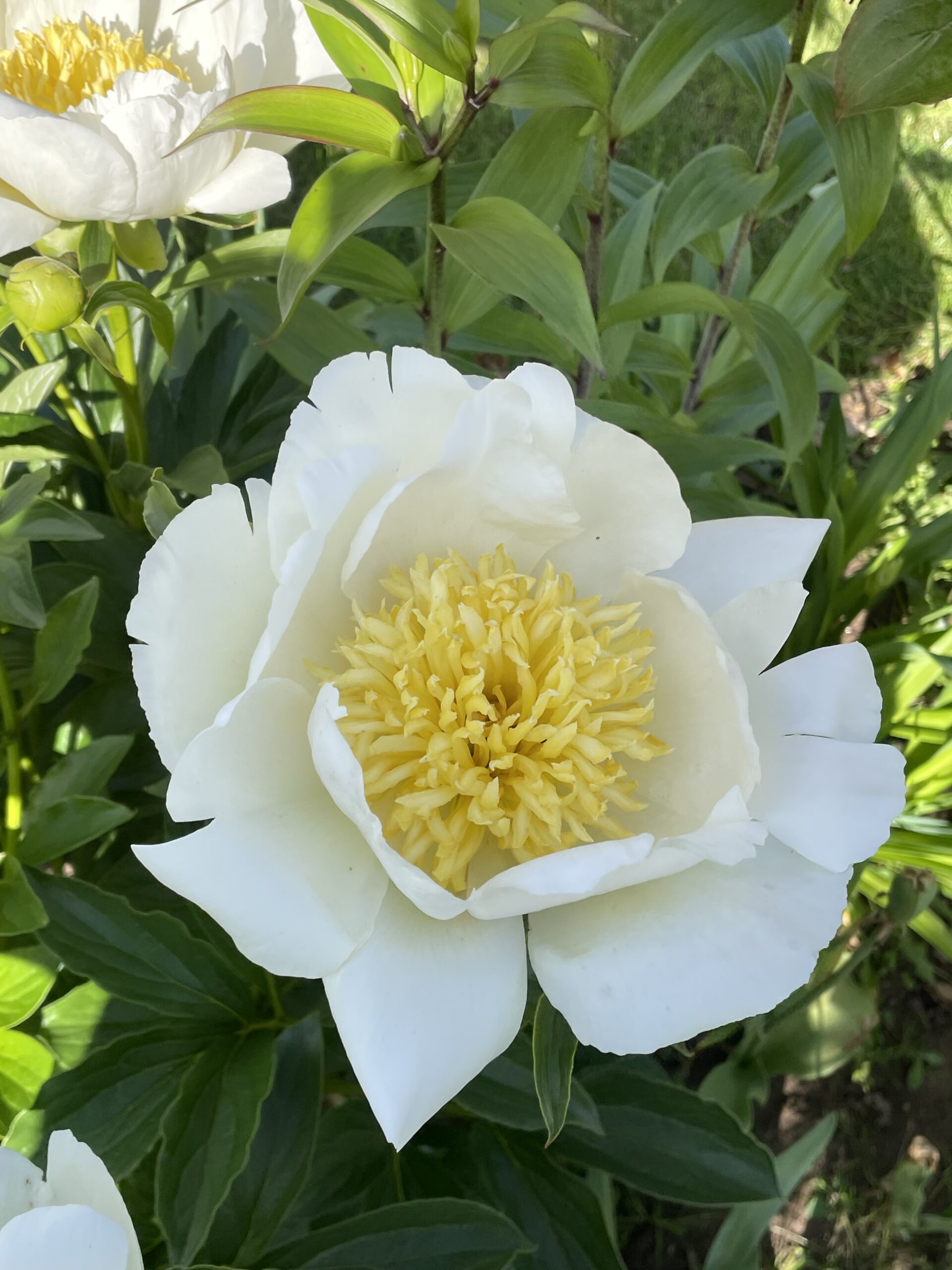Claire De Lune