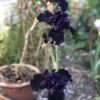 Black in Black 1