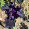 Black in Black
