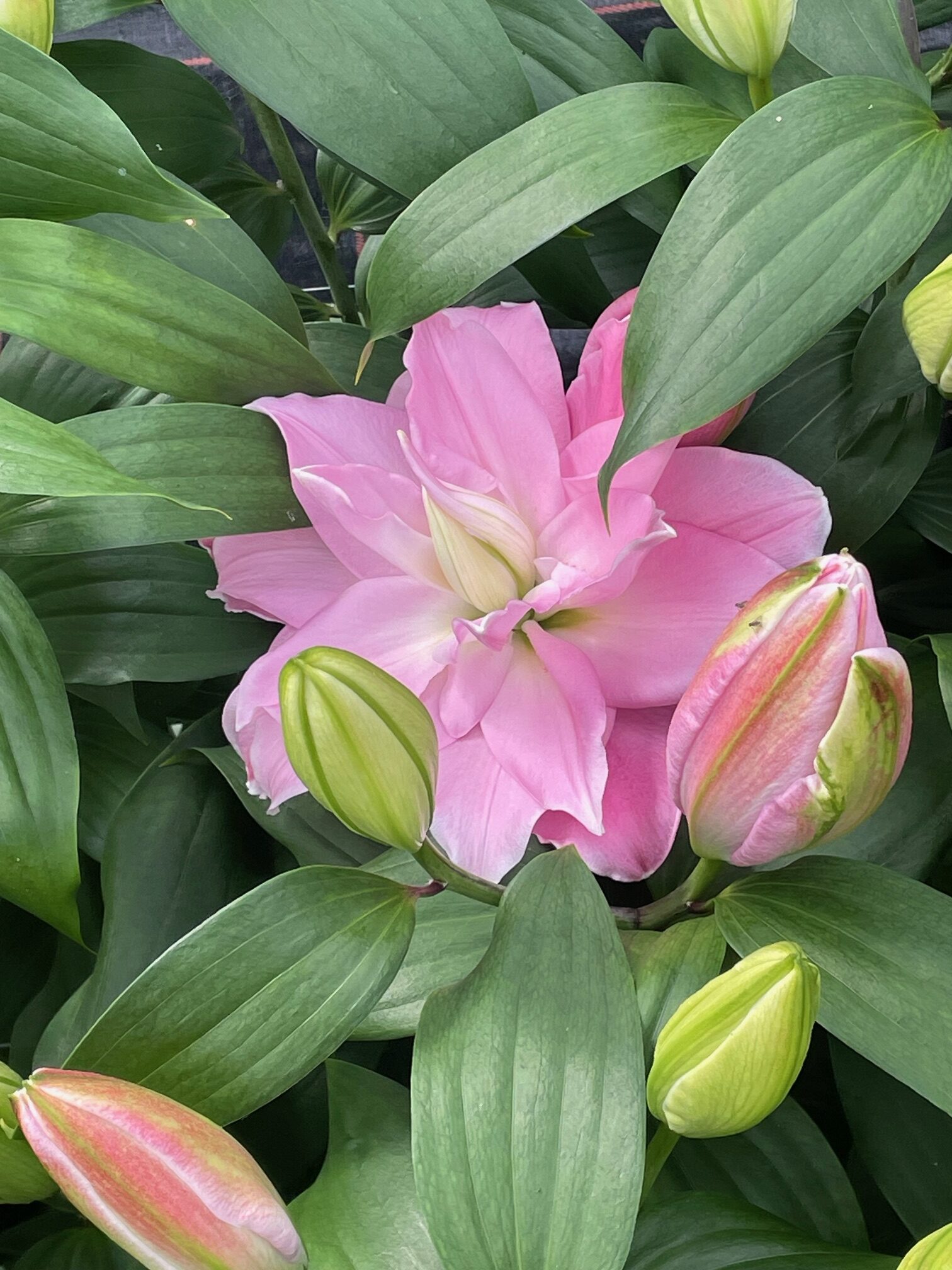 Editha