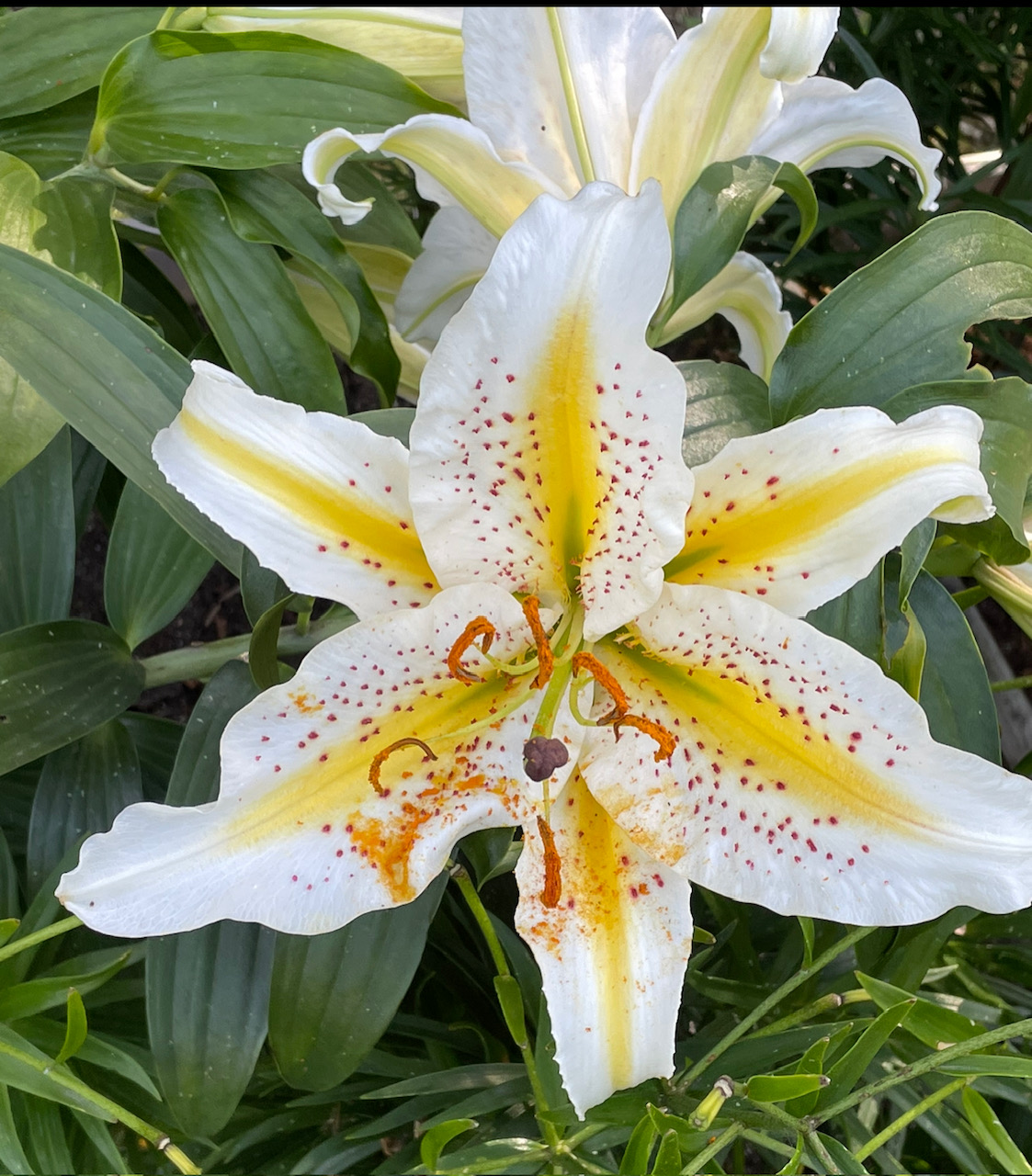 Auratum Gold